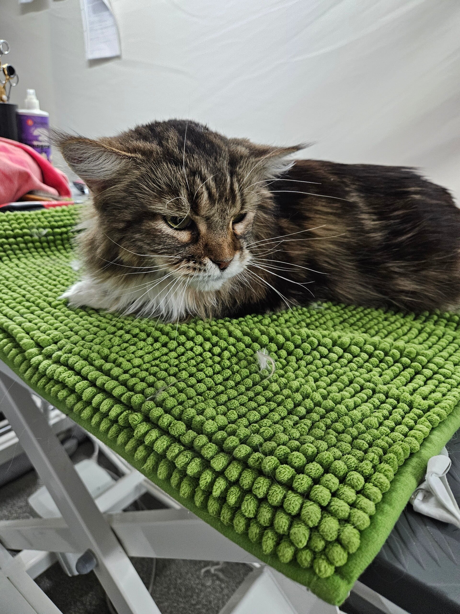 nala_20260314_122831-standard.jpg