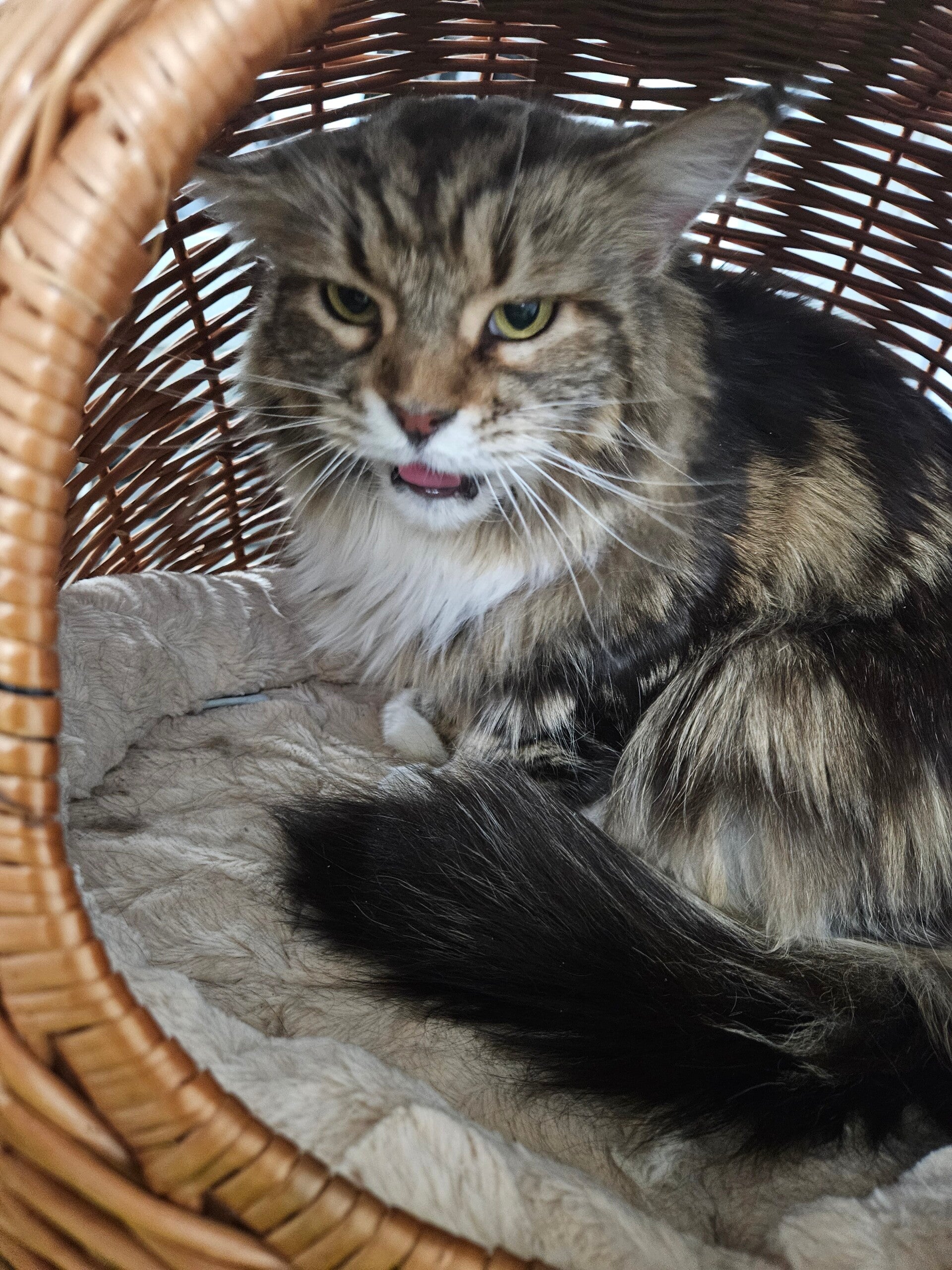 nala_20260512_125548-standard.jpg