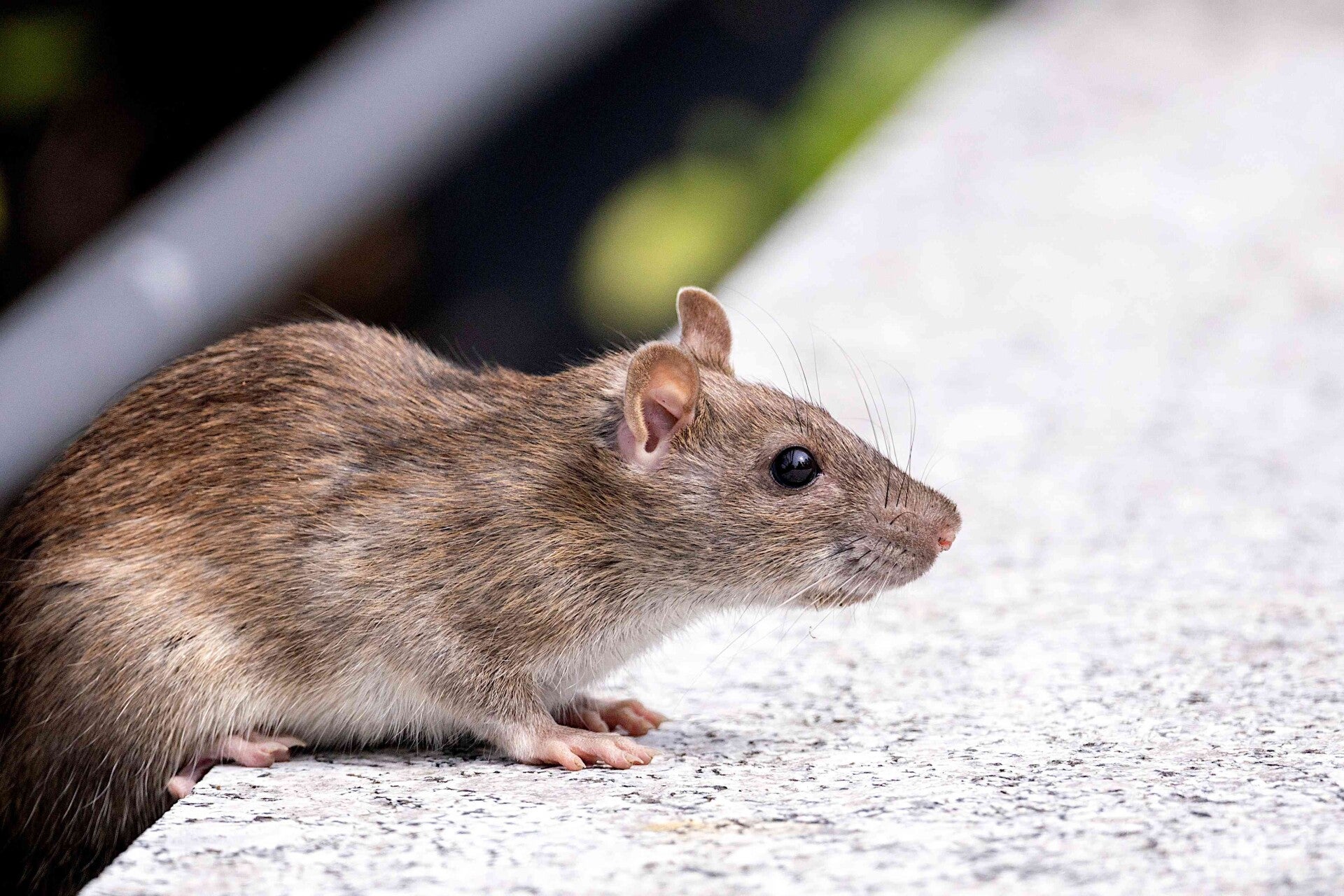 Bruine rat op de stoep bij manege - GreenRats rattenbestrijding