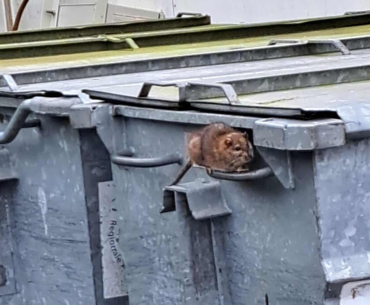 Rat zit op de vuilcontainer