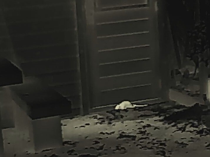 Rat zit bij de schuur