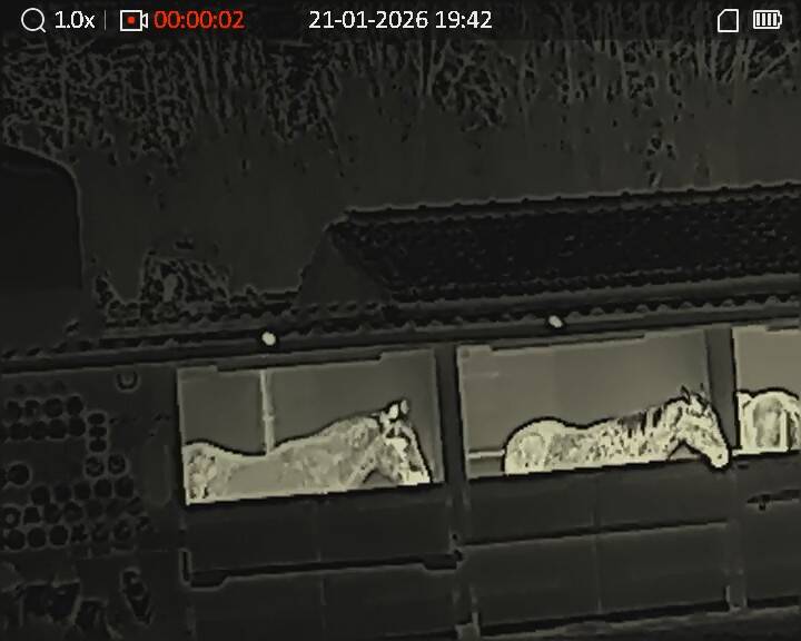 Ratten in de dakgoot