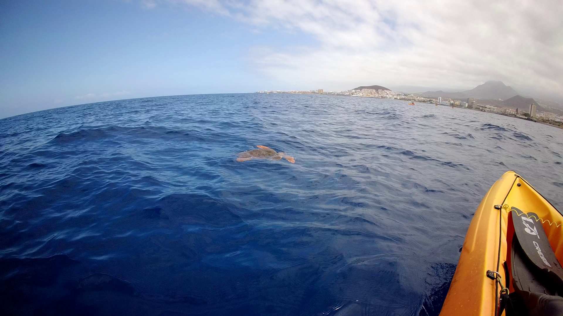 Guided kayak tour with turtles Tenerife