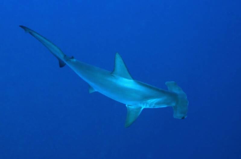 Hammerhead shark, dolphins and sea turtles in Tenerife