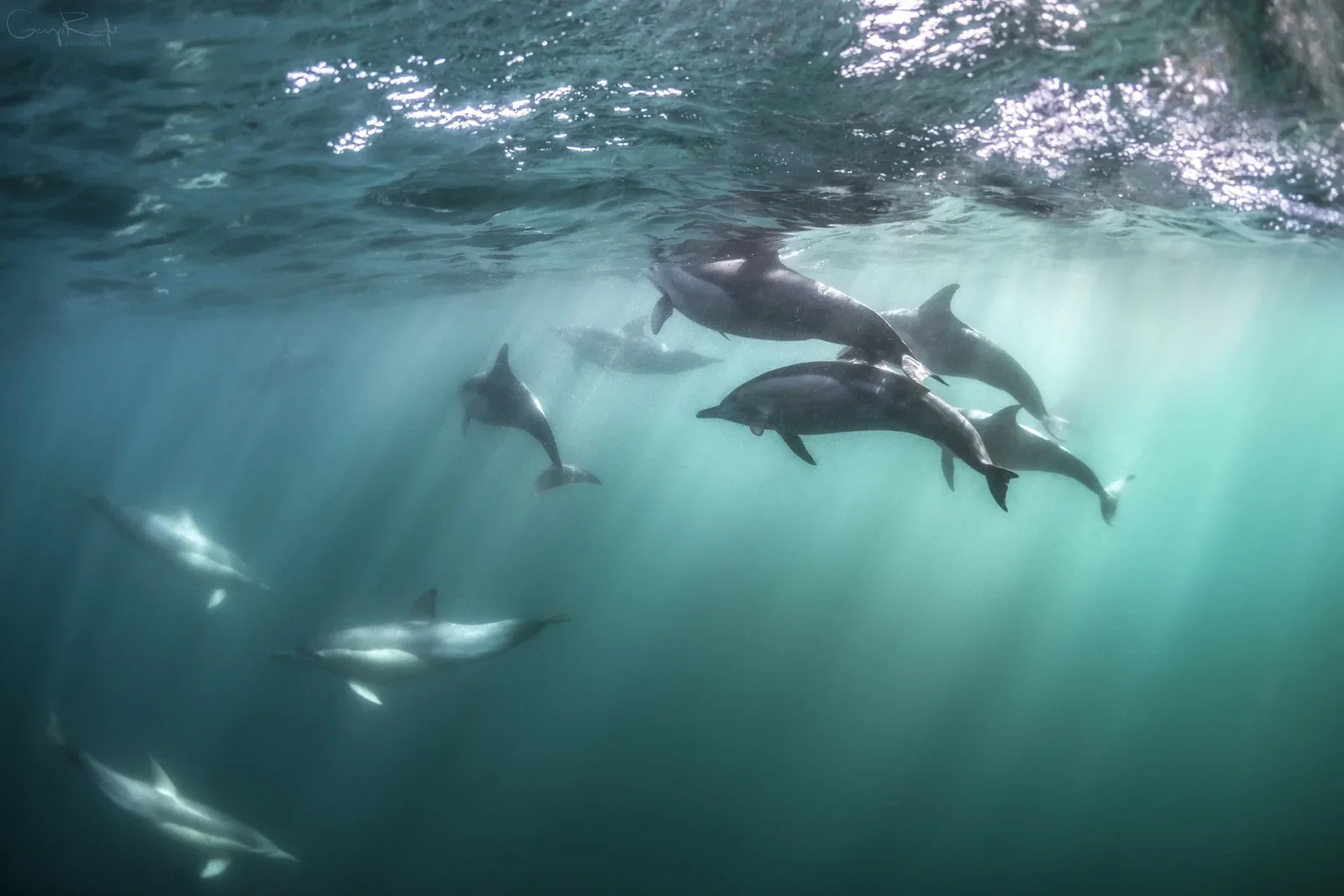 Underwater view of dolphins in the marine reserve of Tenerife – eco tourism