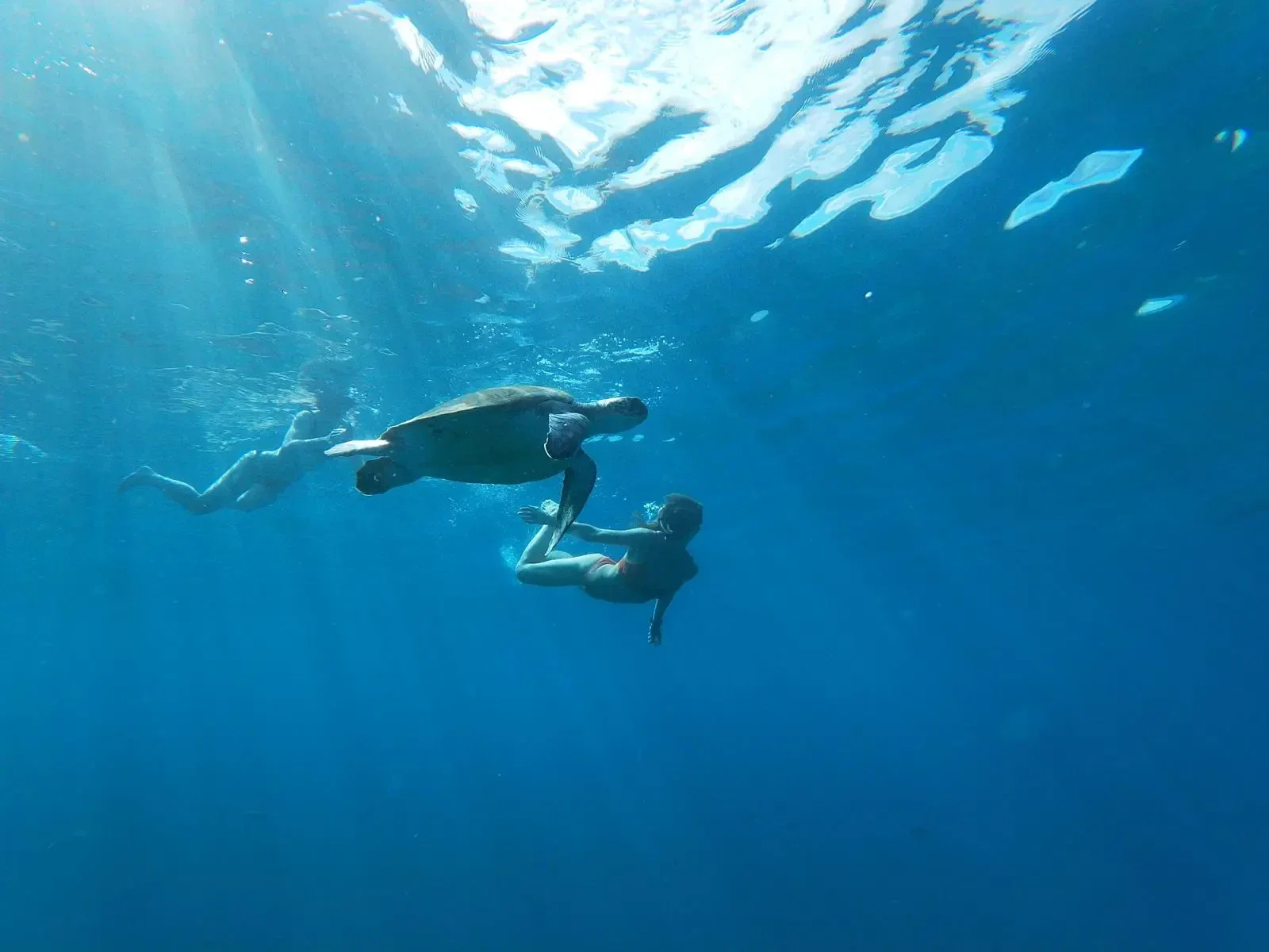 A green turtle swimming near our kayaks.