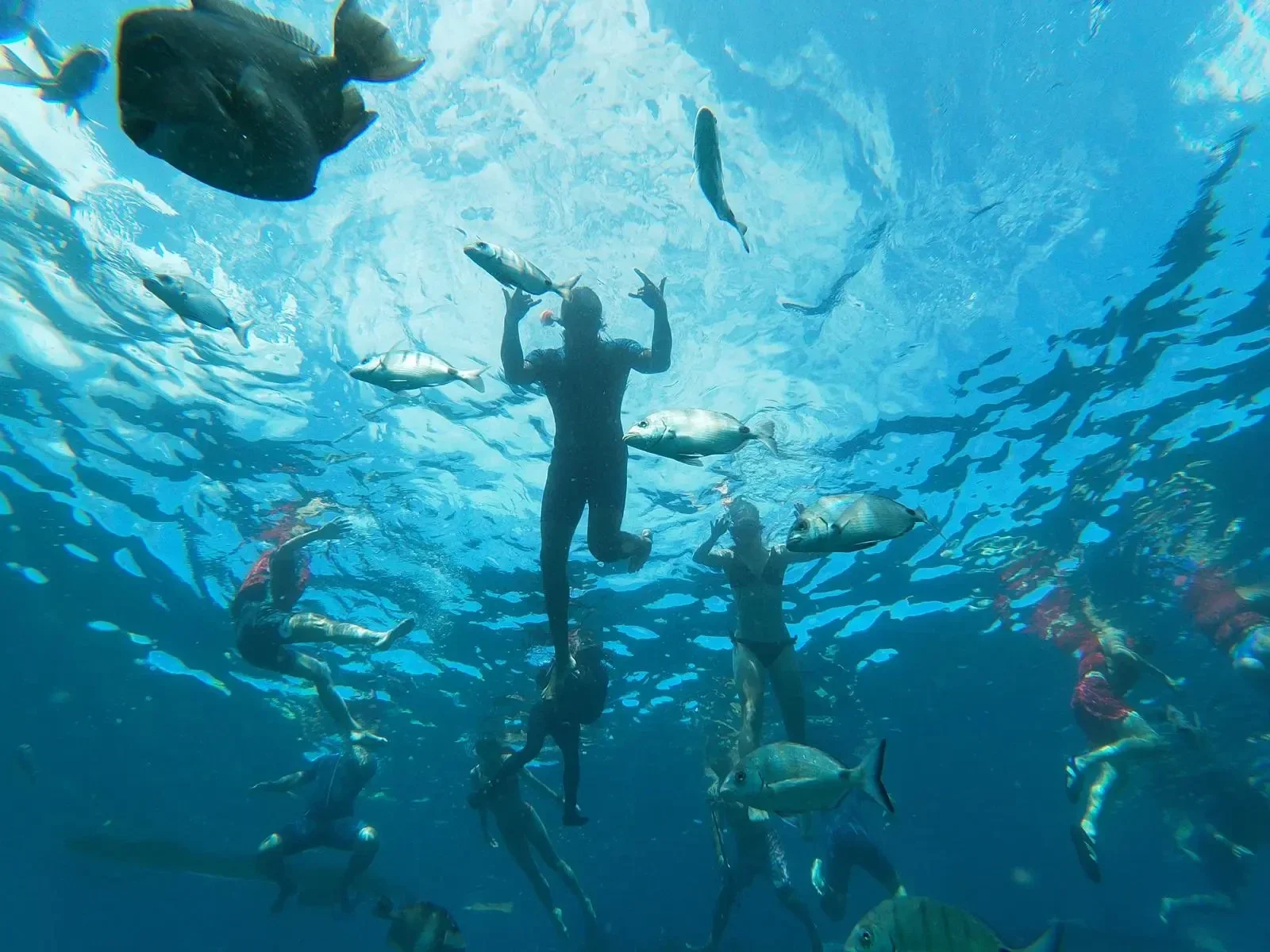 Snorkeling tenerife with fish and turtles