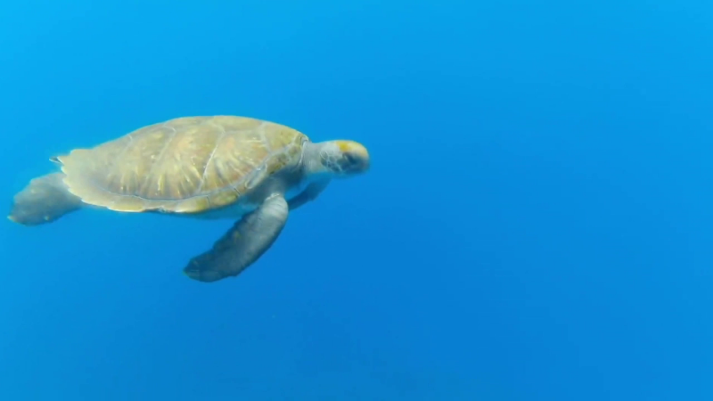 Kayak with turtles Tenerife