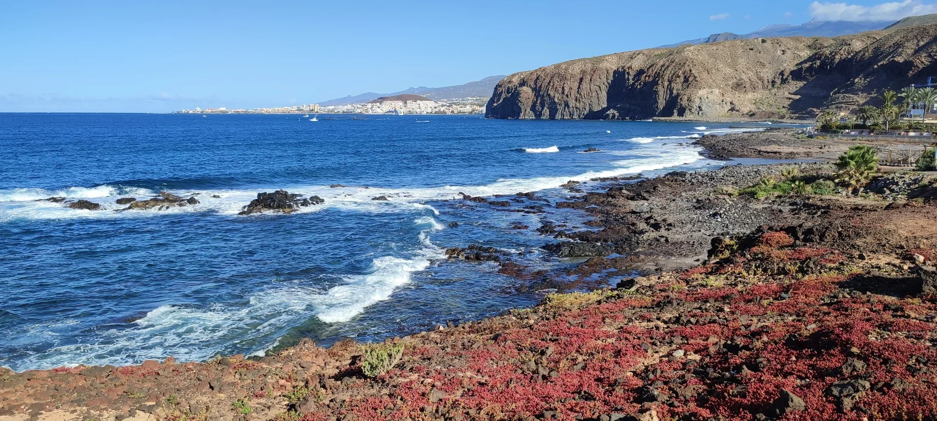 Endemic flora such as tabaiba and cardón in Malpaís de La Rasca, Tenerife