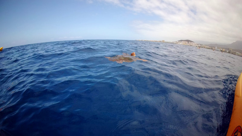 Guided kayak tour with turtles Tenerife