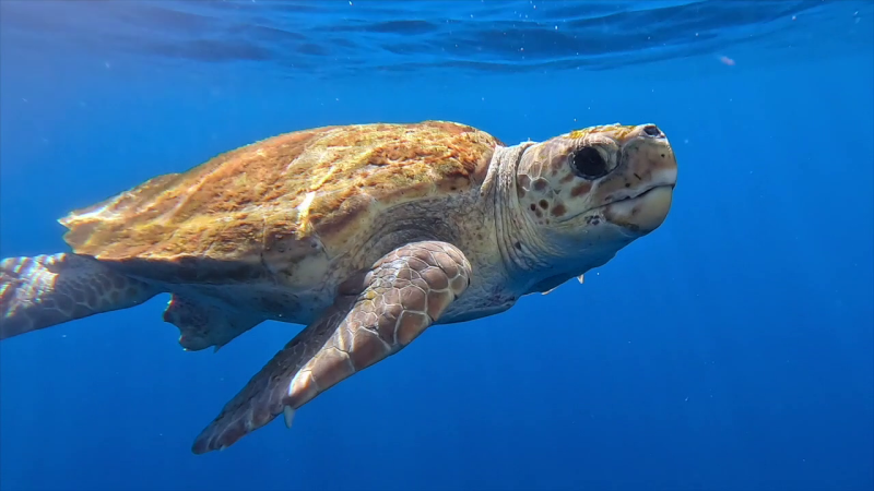Snorkeling with turtles in Palm-Mar Tenerife