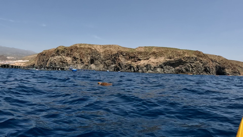 Turtle sighting April 15, 2026 on an excursion near the kayaks