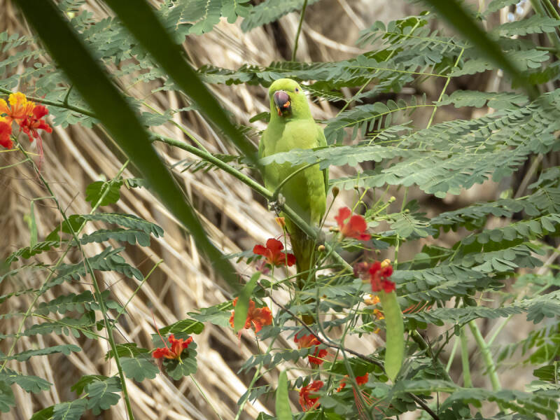 2655_roseringparakeet-1.jpg
