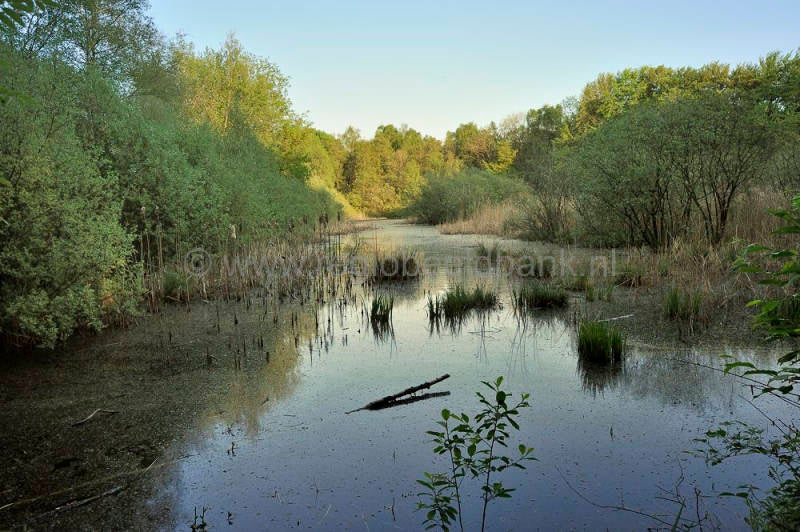 Breeschoterplas_007.jpg