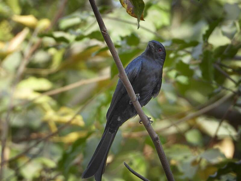Forktaildrongo_021.jpg