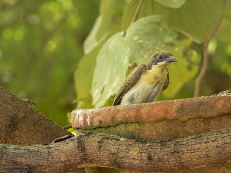 Greaterhoneyguide.jpg