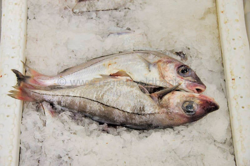 Kinlochbervie_fish_selling_041.jpg