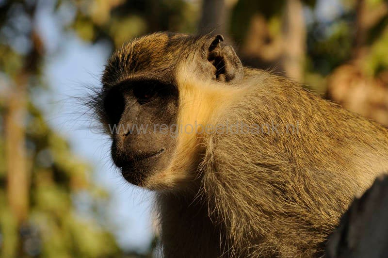 Monkey_Forest_908.jpg
