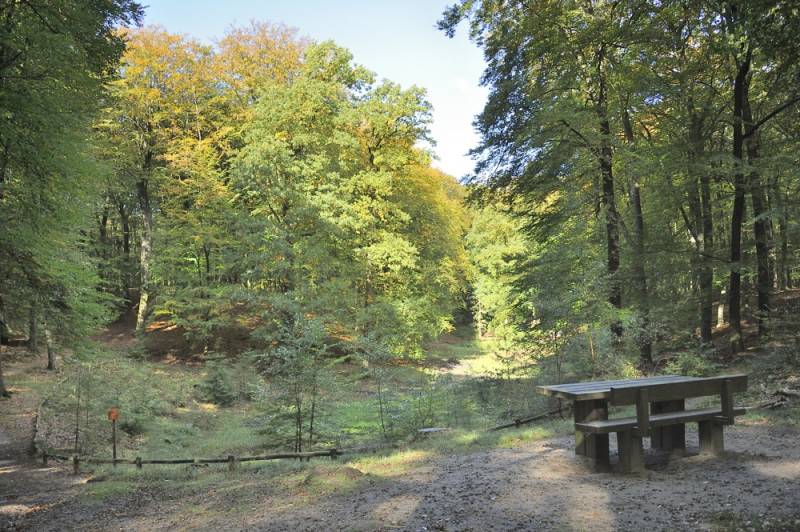 Speulderbos_herfst_045.jpg