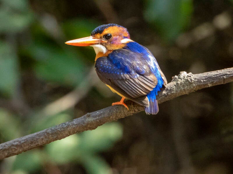 malachitekingfisher_9096.jpg