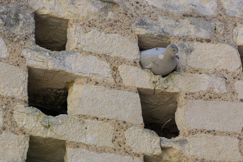 un visiteur attentif