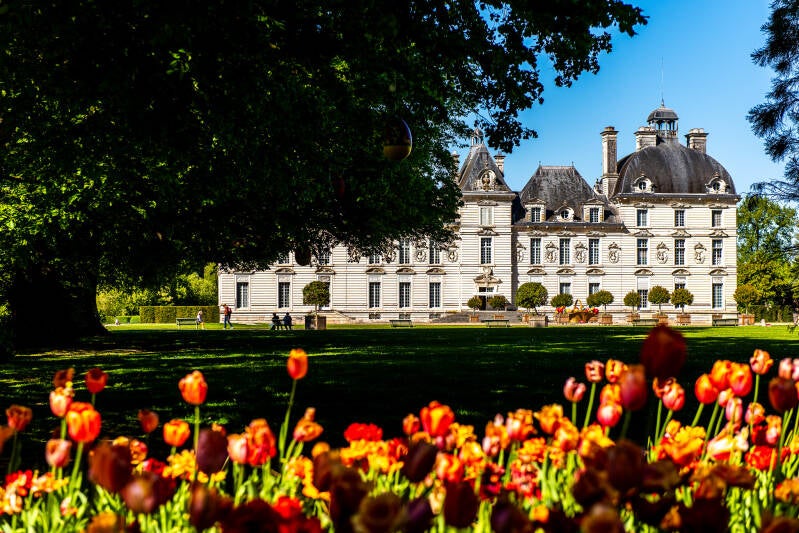 les tulipes du parc