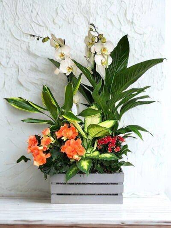 CESTA PLANTAS NATURAL 4