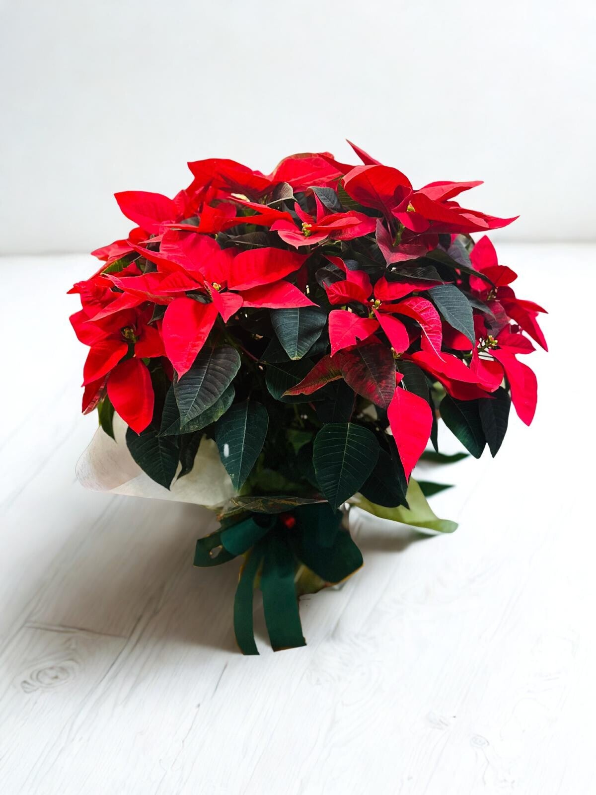 PONSETIA NATURAL GRANDE