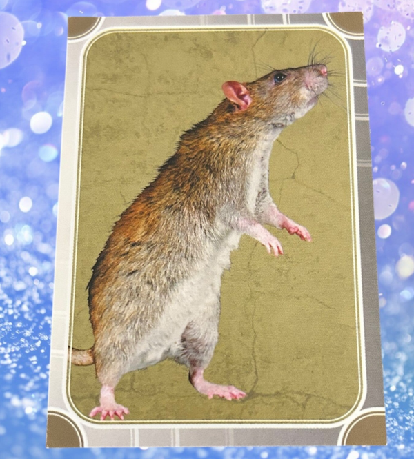 Nr.113 Rat