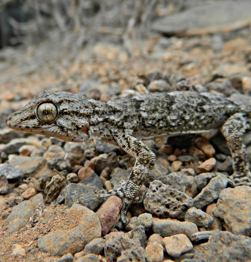 Tarentola angustimentalis