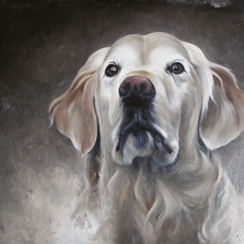 Portret van een Golden Retriever.