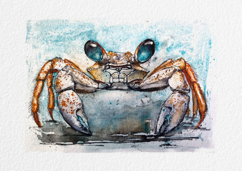 Krab op hoge poten, © Eric Kusters 2025