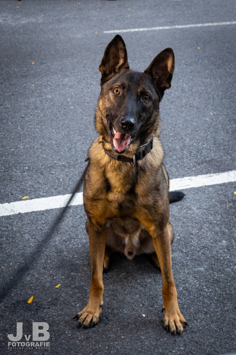 K-9 from the United States Secret Service Special Operations Division