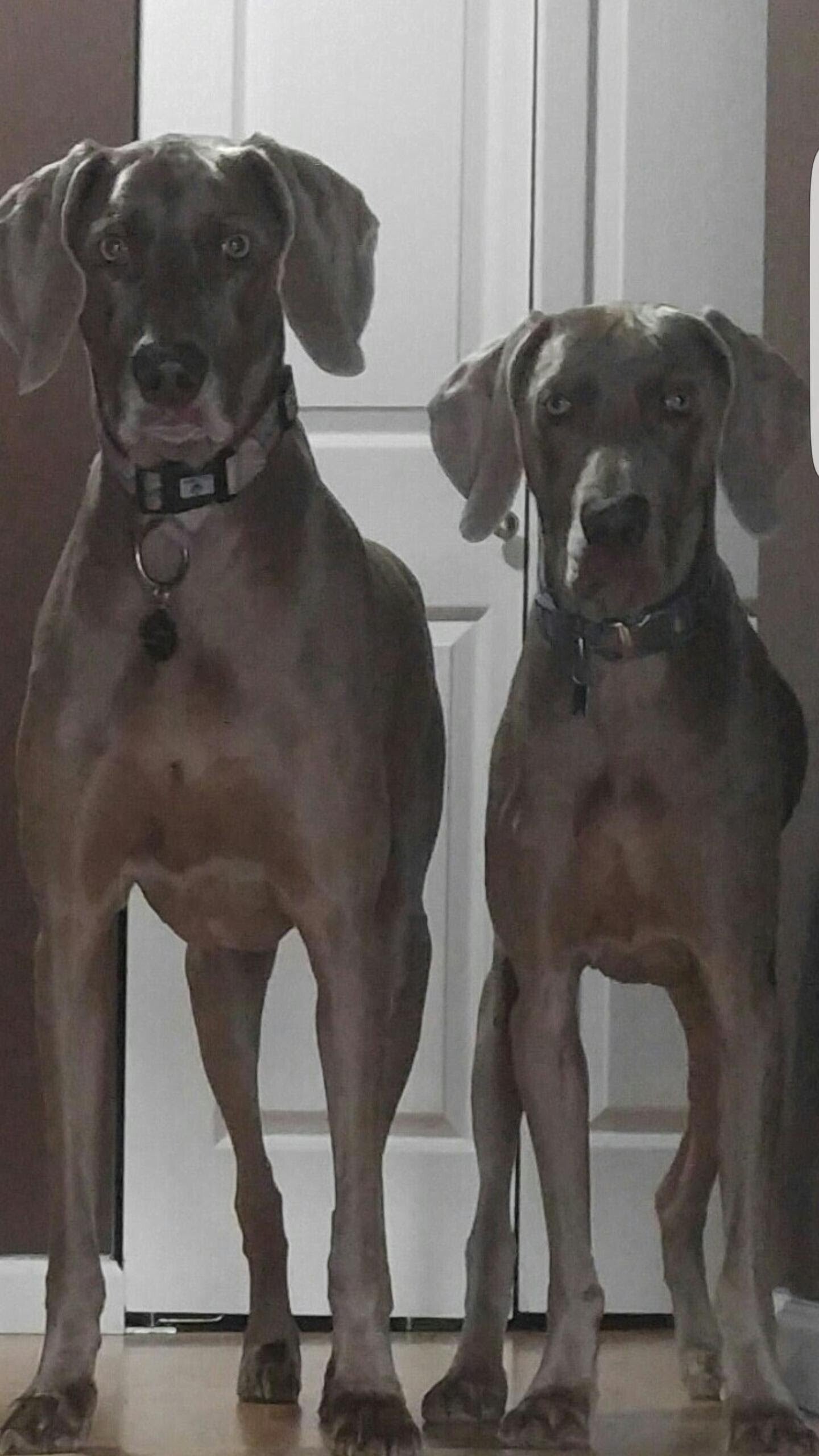Lola and Bentley