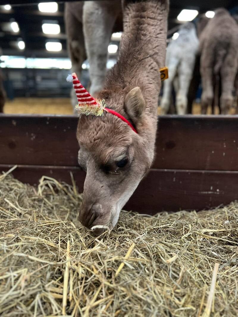 Kamelenmelkerij Smits