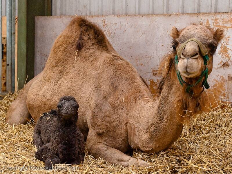 Kamelenmelkerij Smits