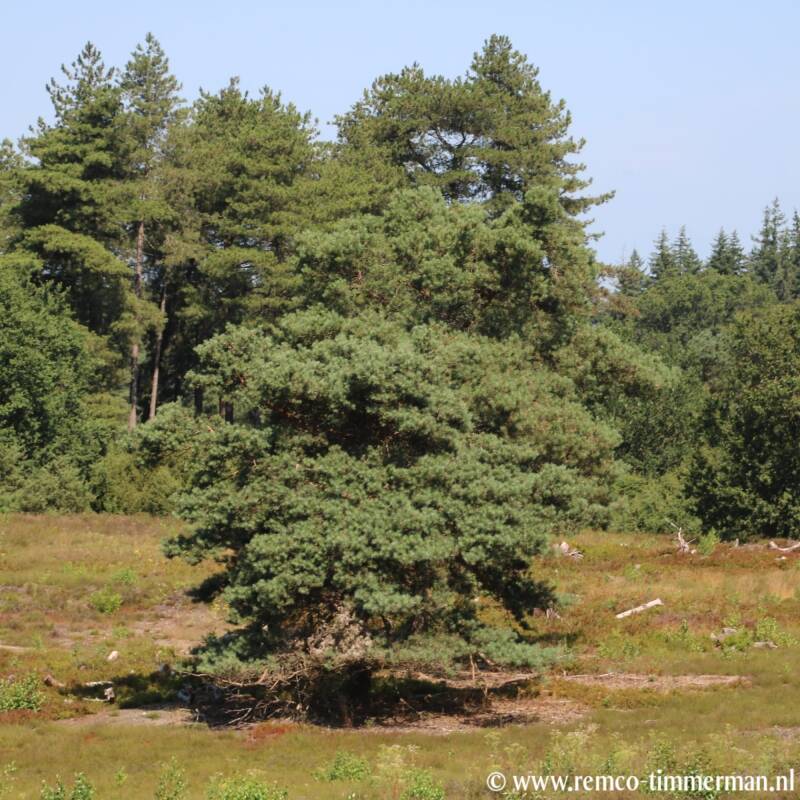 73-standard.jpg