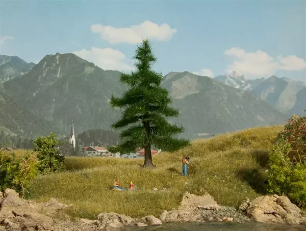 Noch 21811 Nordmanntanne