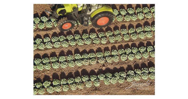 Juweela 28371 - 1:87 Kopfsalat, 225x