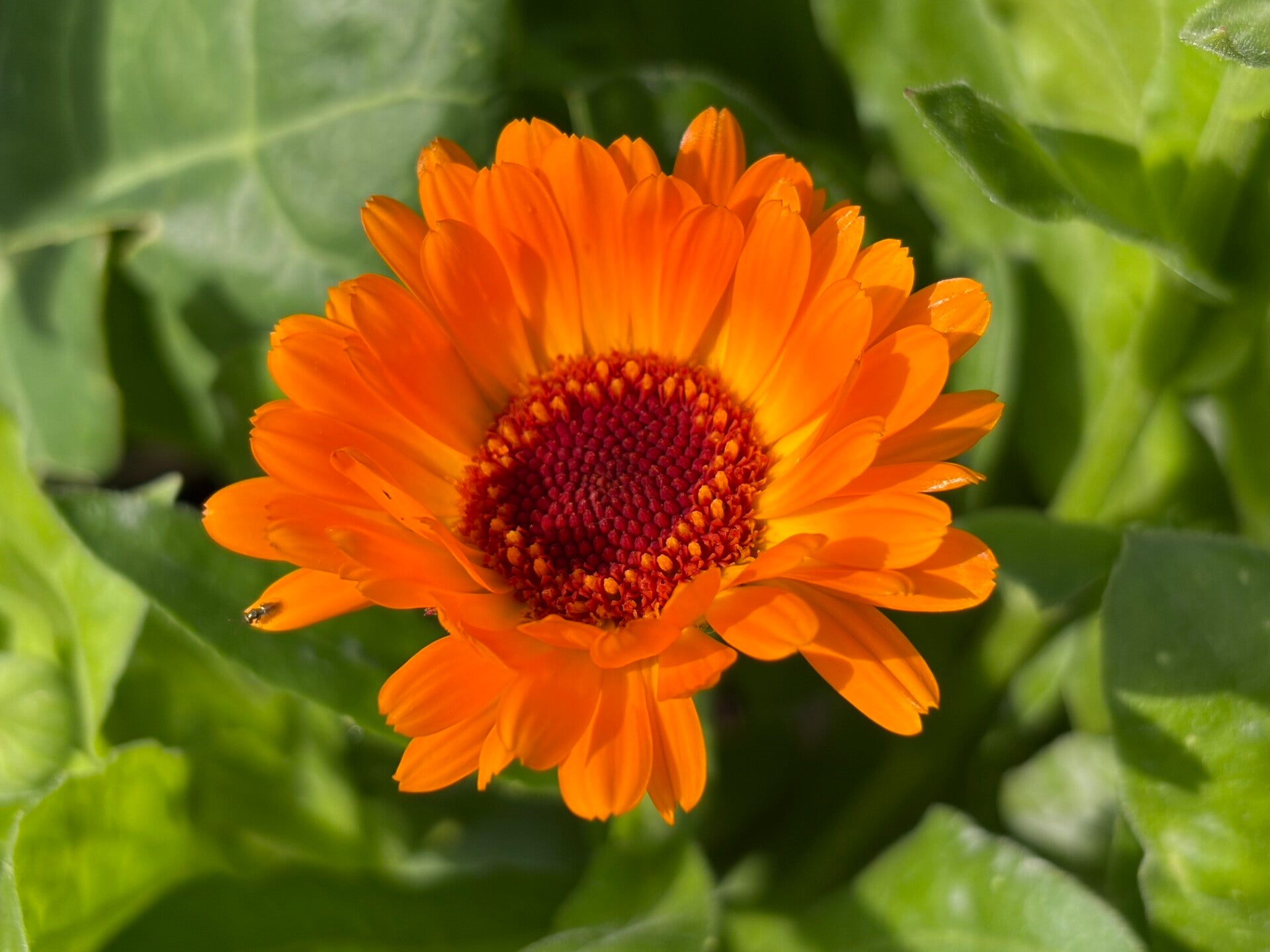 De oranje goudsbloem staat symbook voor de praktijk voor natuurgeneeskunde.