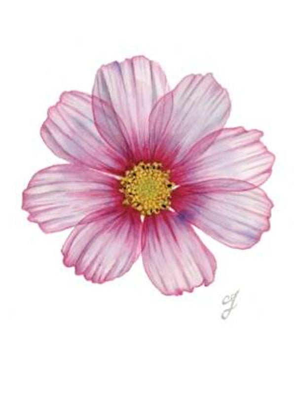 Nr.01 Cosmea