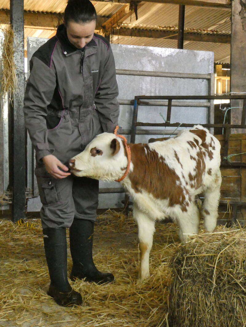 Ferme du Haut Gelé - Montebourg