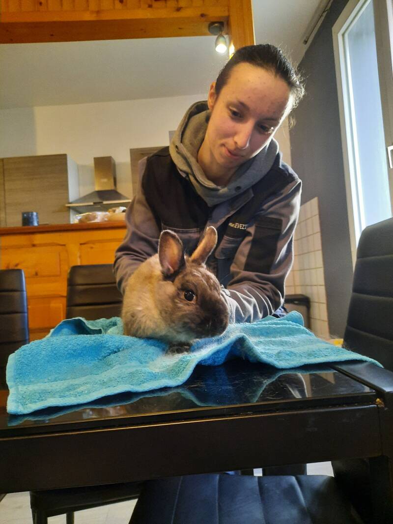 Dali - lapin nain