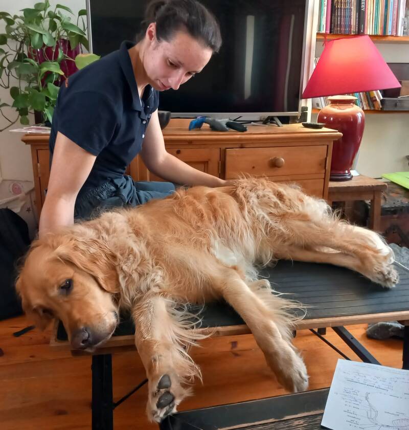 Oze - Golden Retriever - Handichien