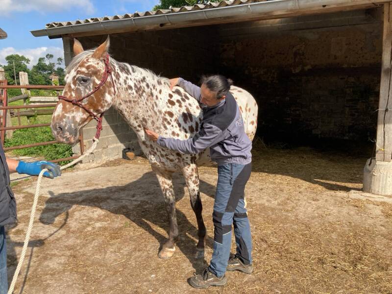 Dakota - Appaloosa