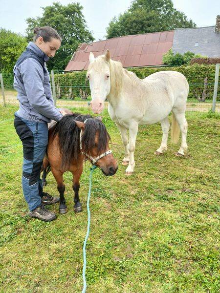 Calypso - Mini Shetland et Polly - Poney ONC
