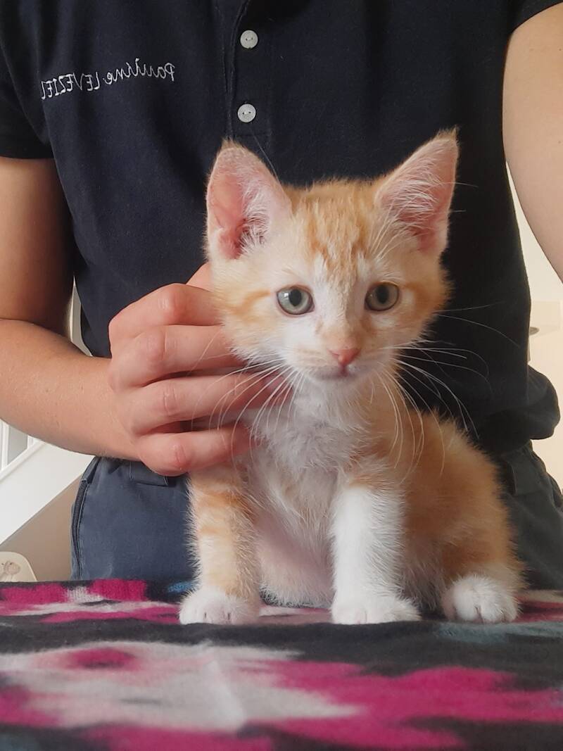 Micha - chaton européen
