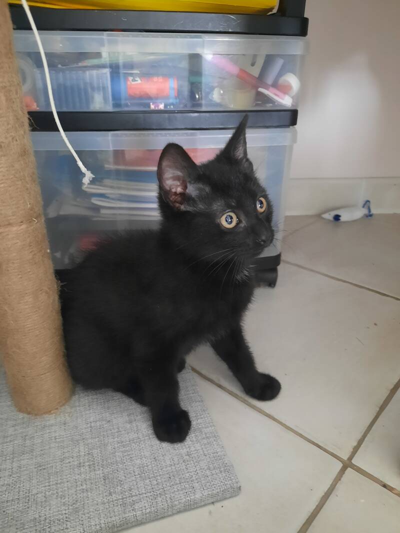 Rosie - chaton européen