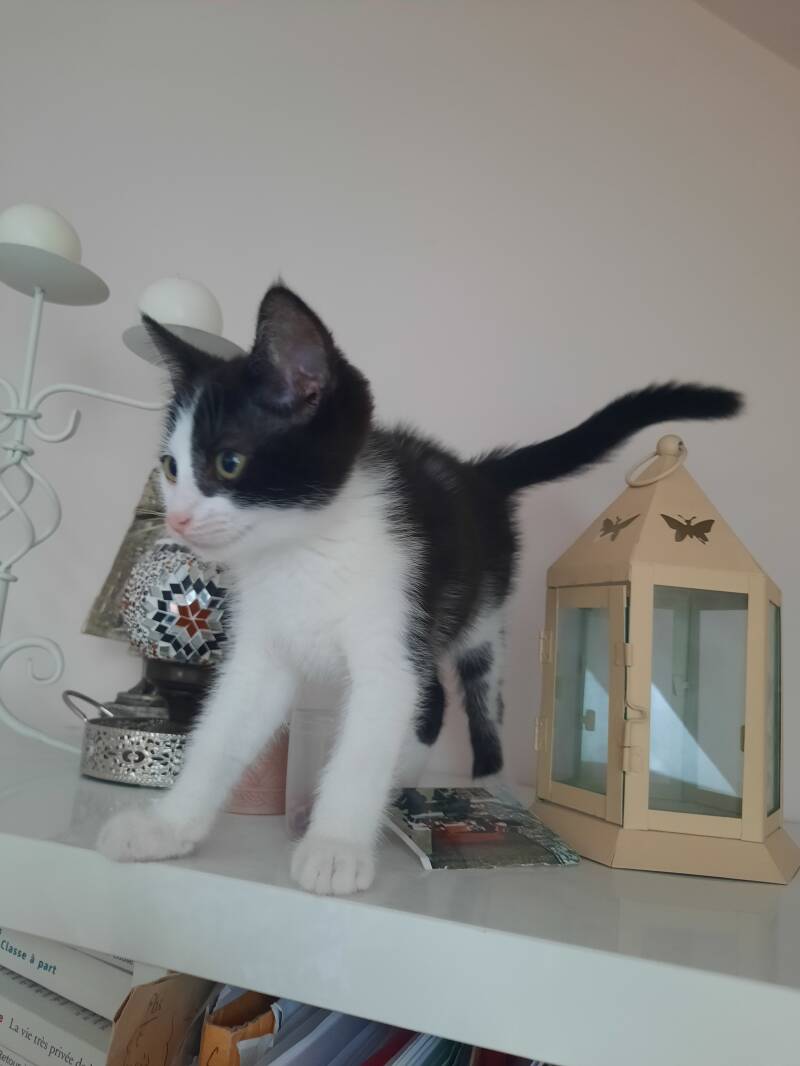 Angel - chaton européen