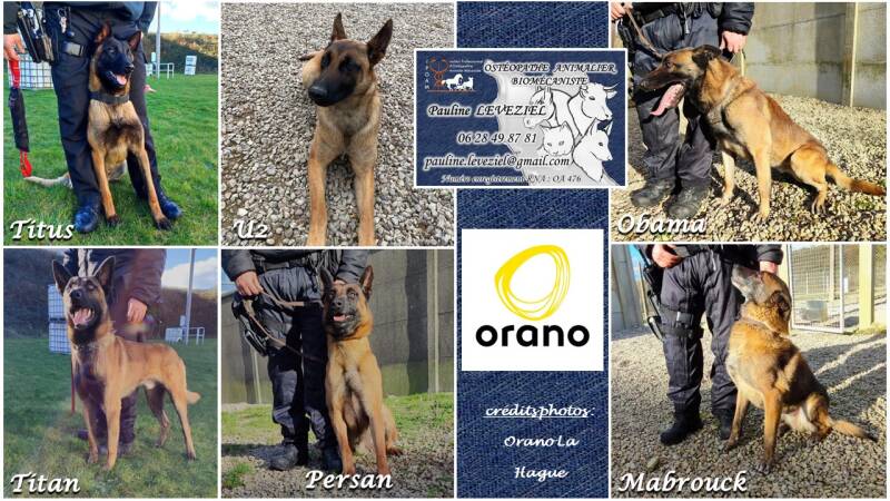 Chiens FLS Orano La Hague